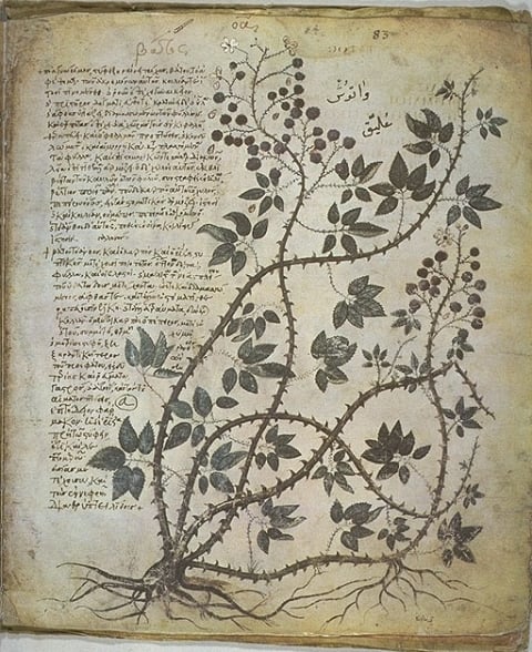 iini