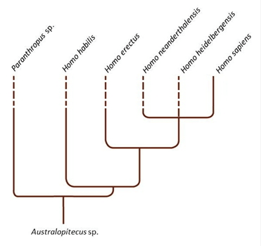 Linhagem Homo. Cladograma